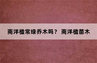 南洋楹常绿乔木吗？ 南洋楹苗木